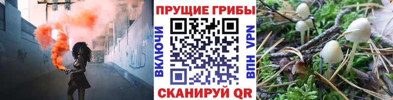 Купить  Боровск  Галлюциногенные грибы прущие грибы 